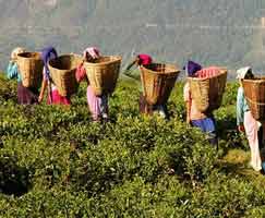 Trip To North East India