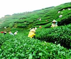 Package Tour To North East India