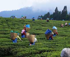 North East India Holiday